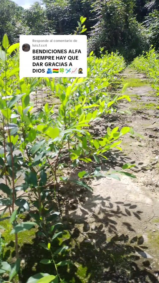 TikTok video thumbnail by alfa.486_