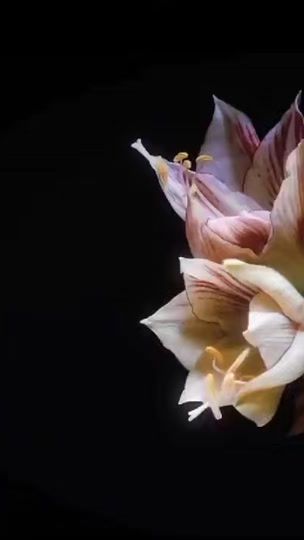 TikTok video thumbnail by newmedia_official_