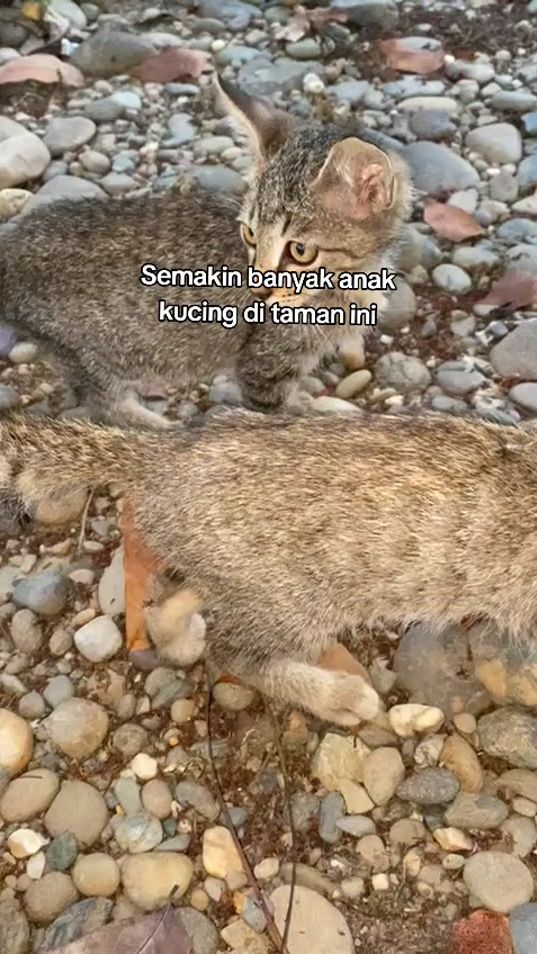 TikTok video thumbnail by kunismochi