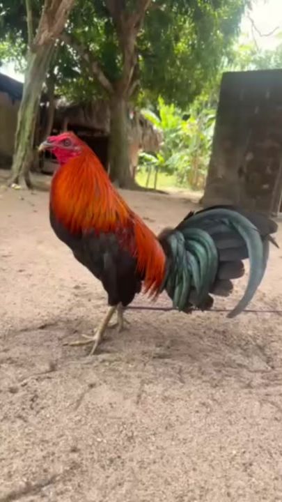 TikTok video thumbnail by angel.rivera28