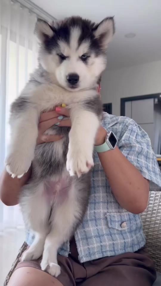 TikTok video thumbnail by lion_ninja1995