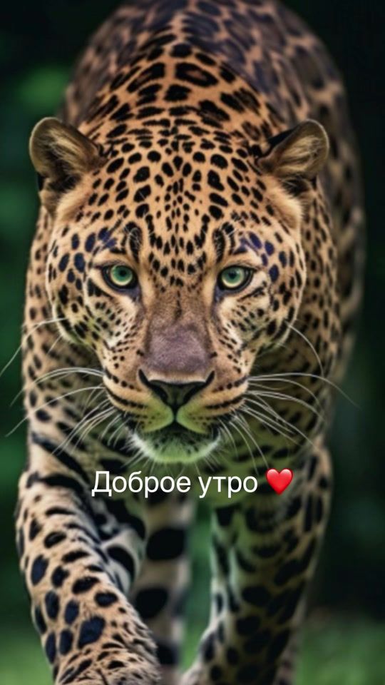 TikTok video thumbnail by modnaya_shpilka