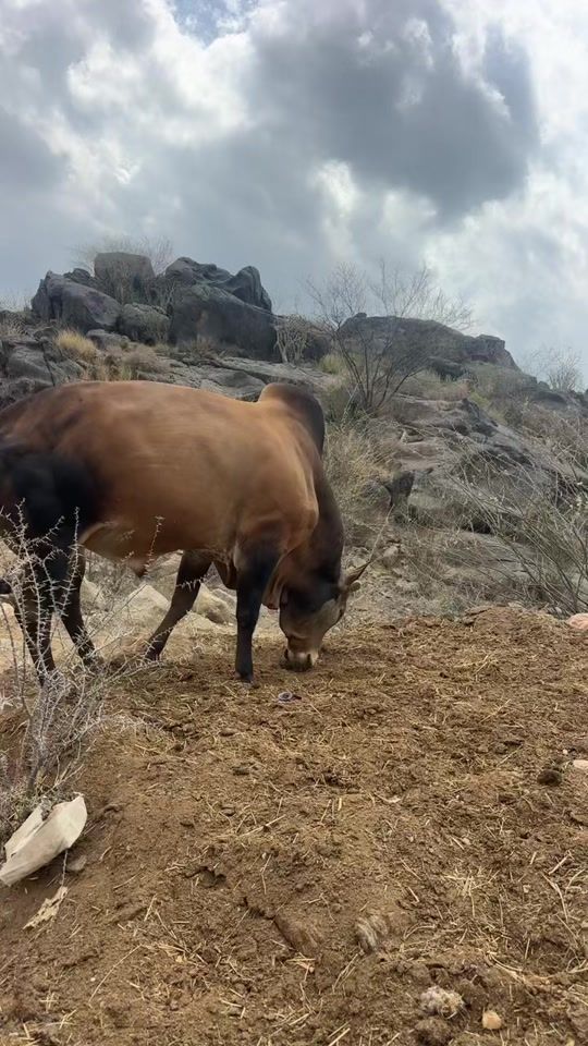TikTok video thumbnail by cows1983