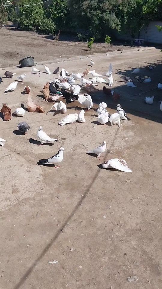 TikTok video thumbnail by shemi_057