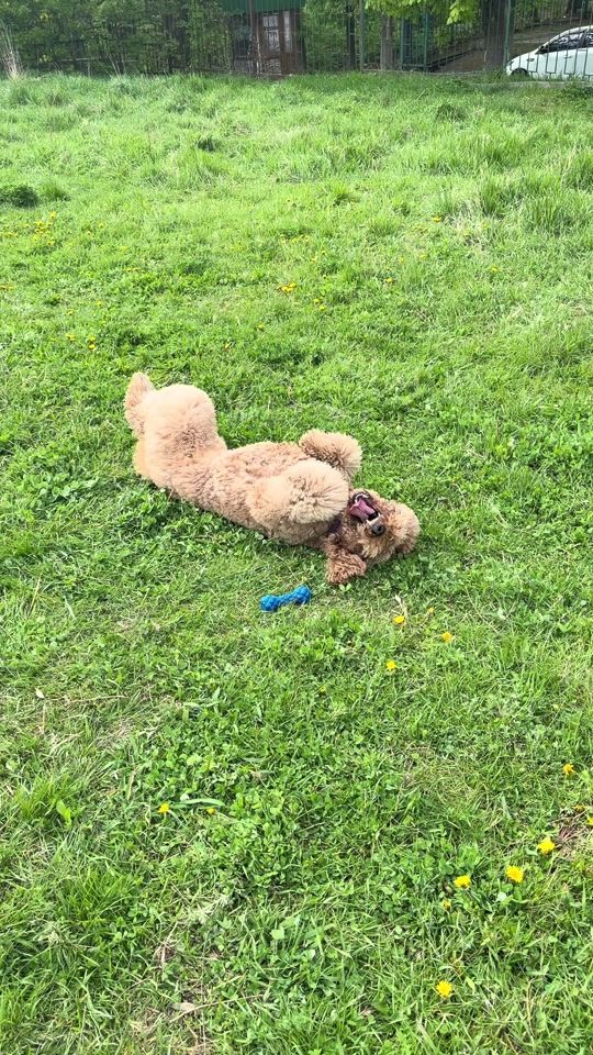 TikTok video thumbnail by ferapont.labradoodle