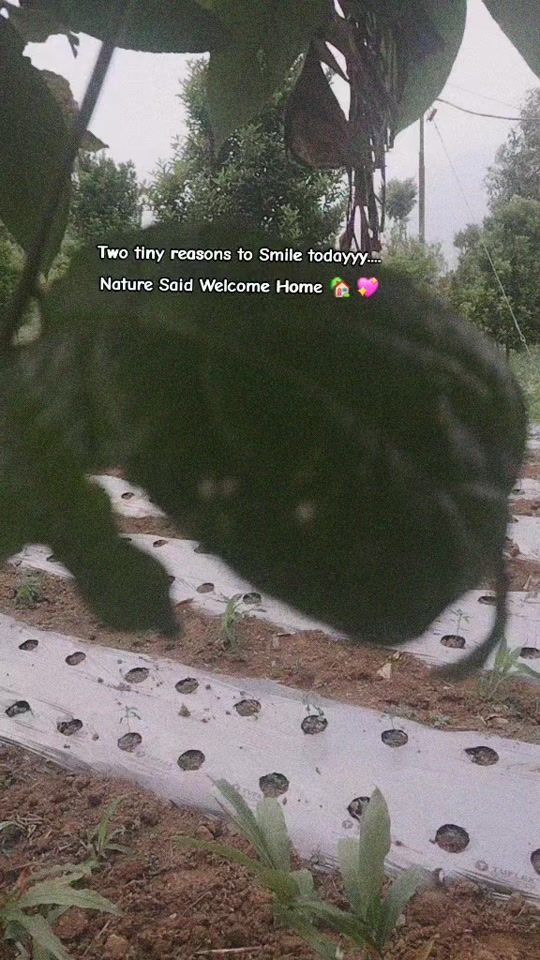 TikTok video thumbnail by meena84b