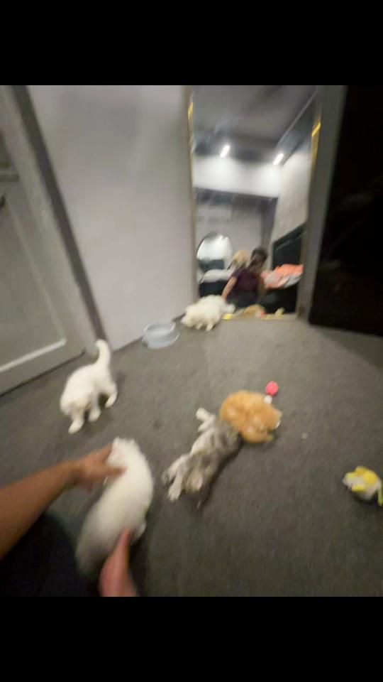 TikTok video thumbnail by karachikittens