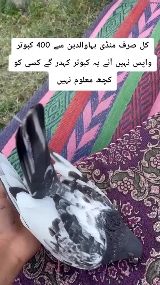 TikTok video thumbnail by jatt.sab7225