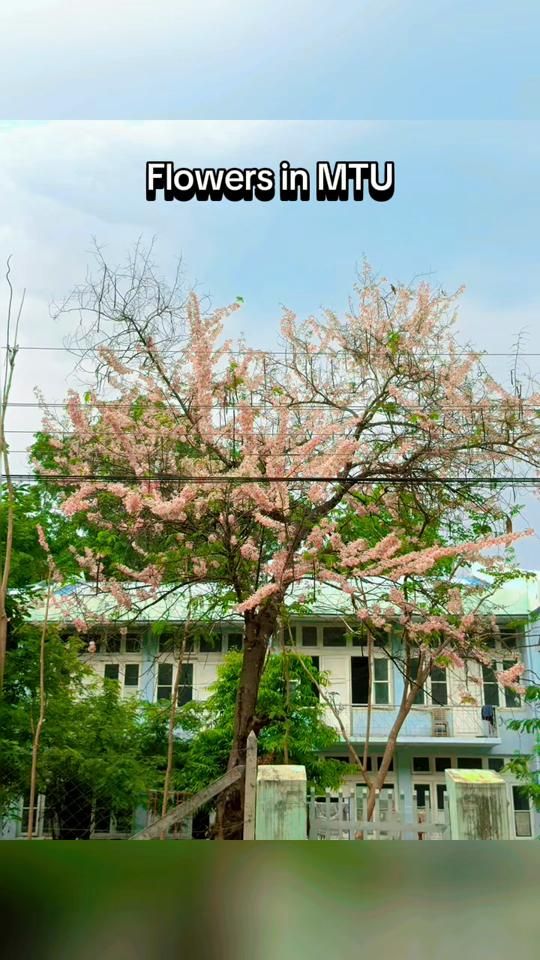 TikTok video thumbnail by linnkyaw.sharing