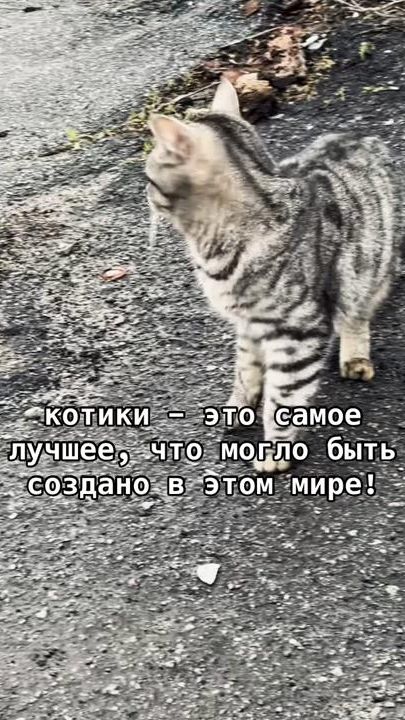 TikTok video thumbnail by iwiysss