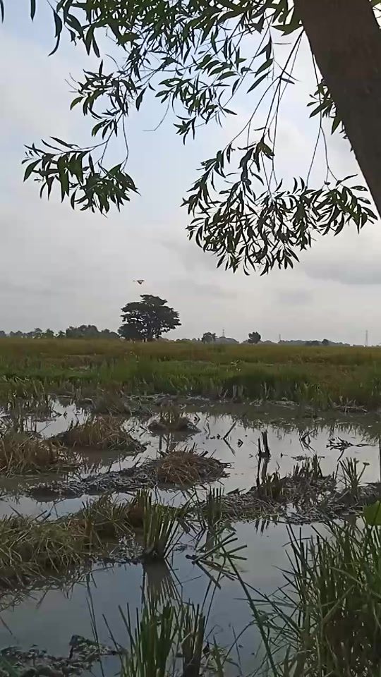 TikTok video thumbnail by user601959341254