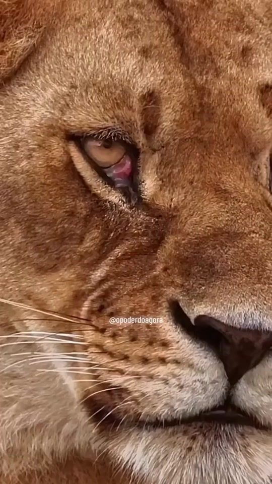 TikTok video thumbnail by o.poder.do.agora