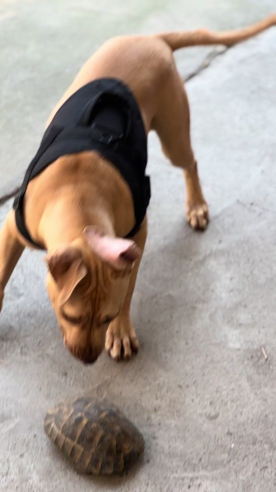 TikTok video thumbnail by tornike9595