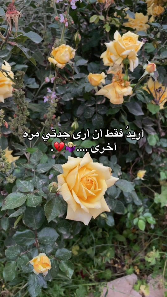 TikTok video thumbnail by lana_20251