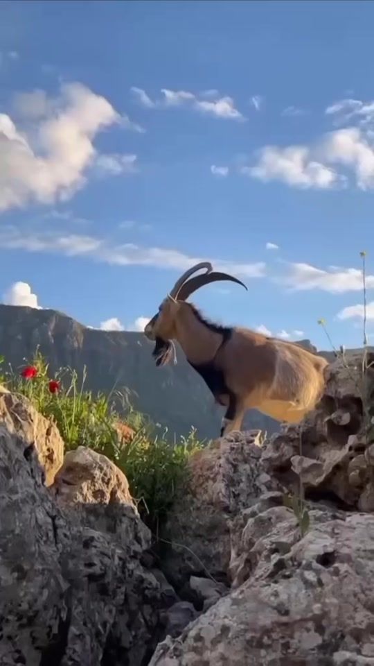 TikTok video thumbnail by ronya.3065