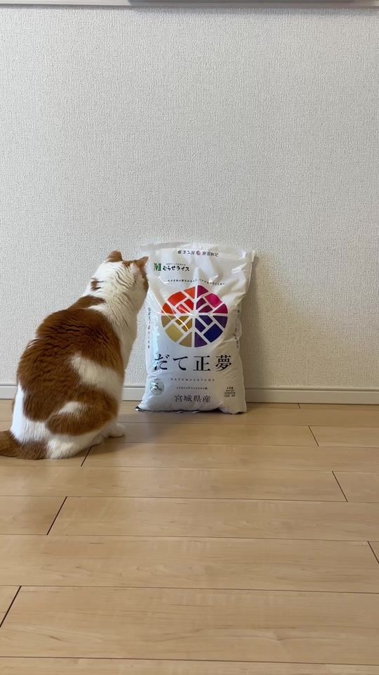 TikTok video thumbnail by giz_kohak