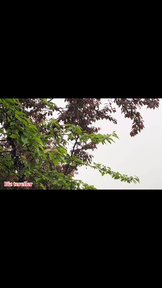 TikTok video thumbnail by v.u.q.a.r.385