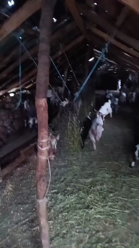 TikTok video thumbnail by ____enii____