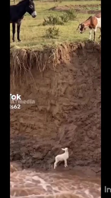 TikTok video thumbnail by evanglist2266