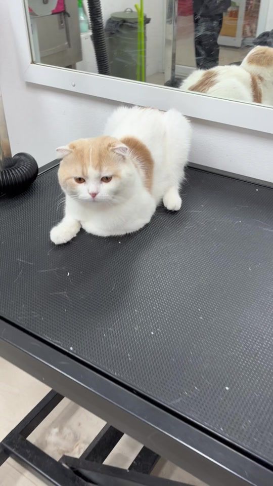 TikTok video thumbnail by c.bankphan