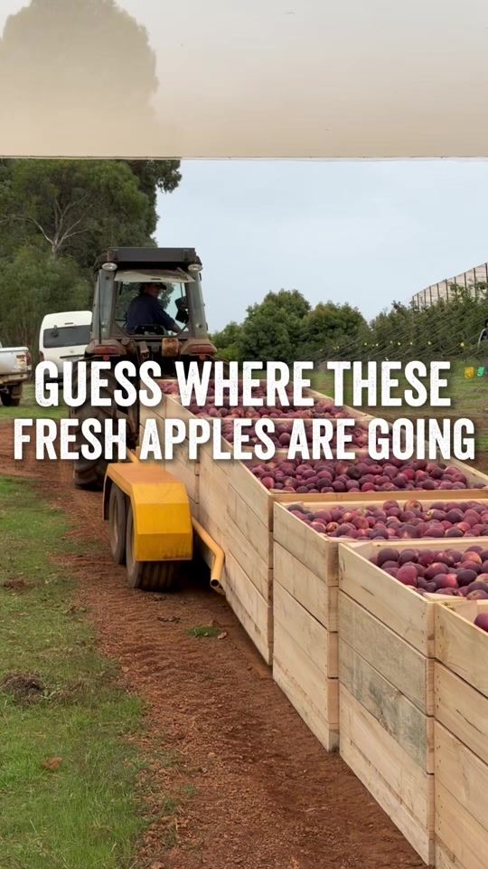 TikTok video thumbnail by spudshedofficial