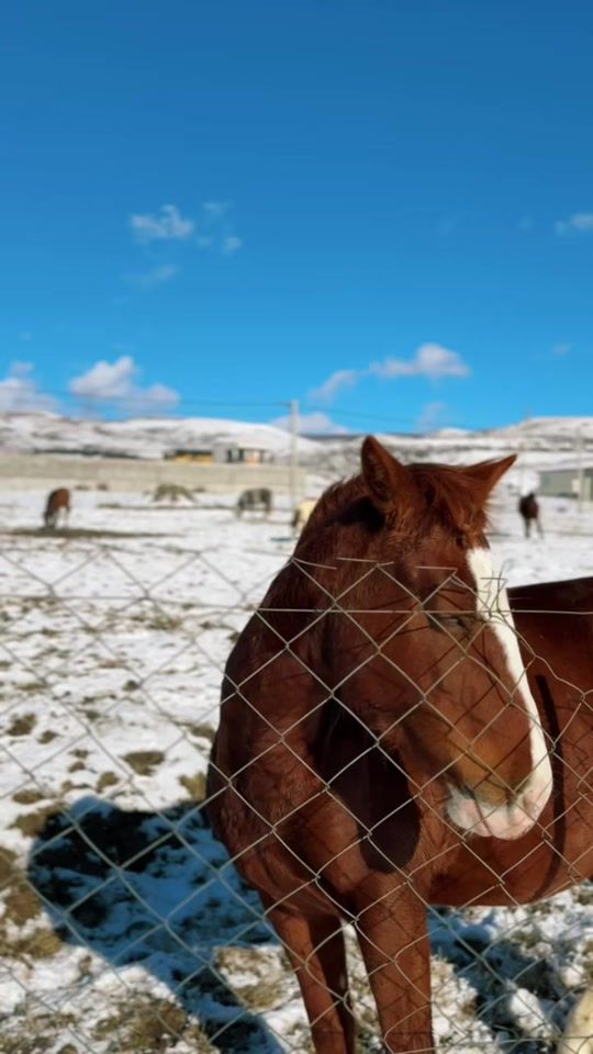 TikTok video thumbnail by twoheaded.calf3