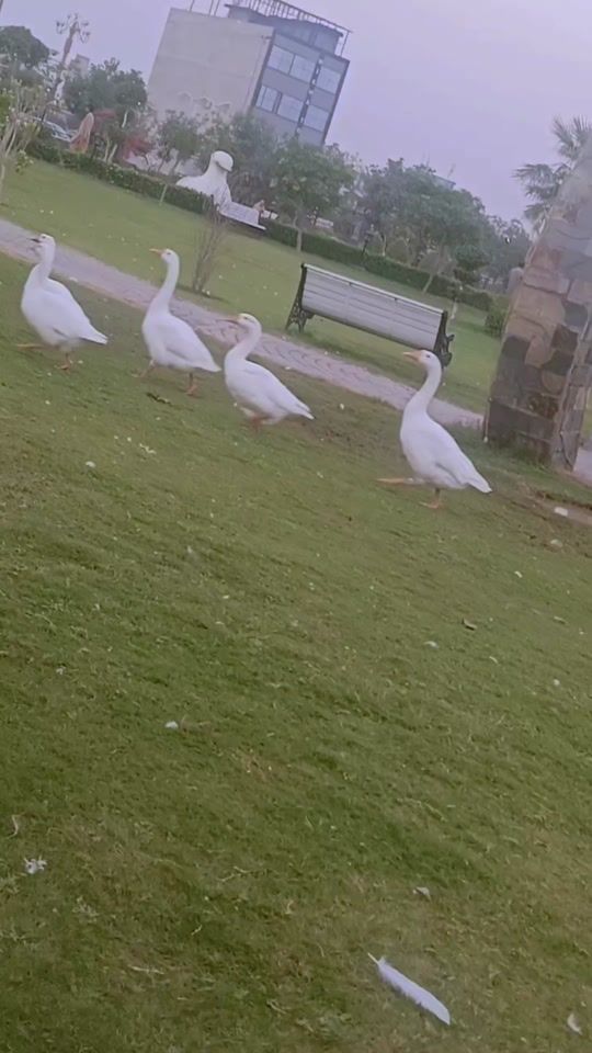 TikTok video thumbnail by mahi.malik685