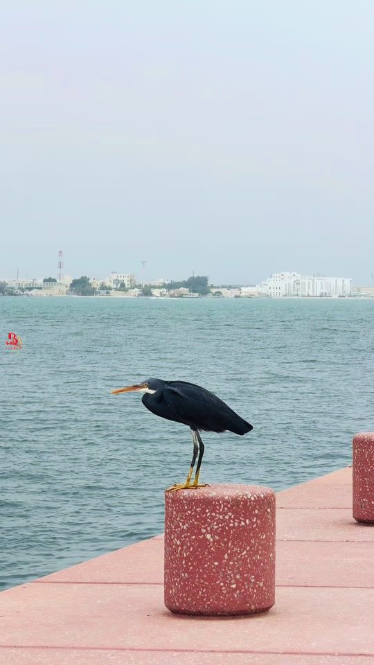 TikTok video thumbnail by bahrain.23