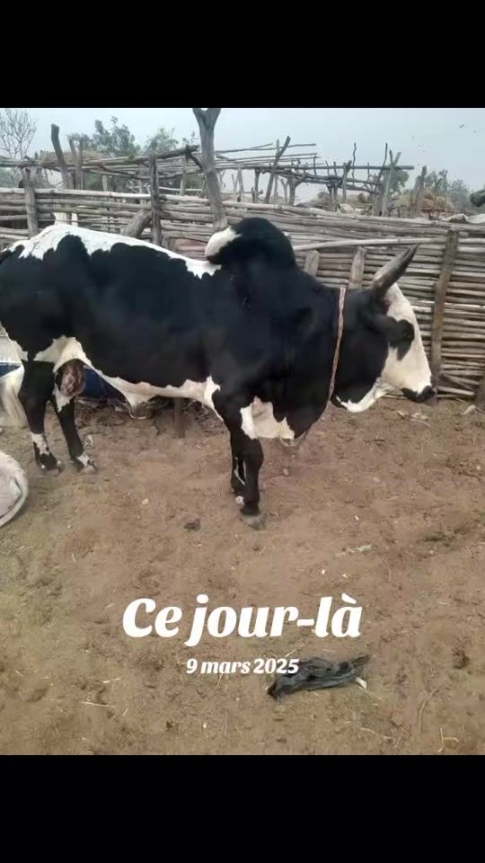 TikTok video thumbnail by user9845280076530