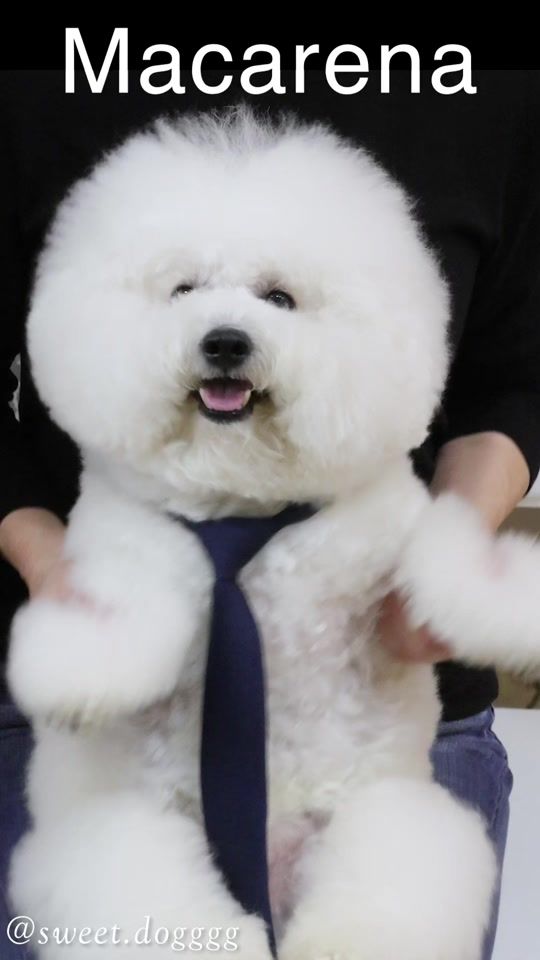 TikTok video thumbnail by sweet.dogggg