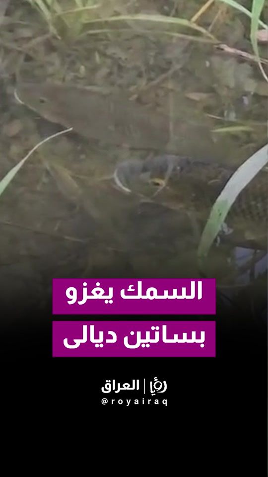 TikTok video thumbnail by royairaq