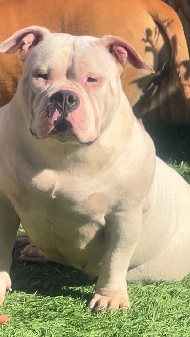 TikTok video thumbnail by lineelitekennel