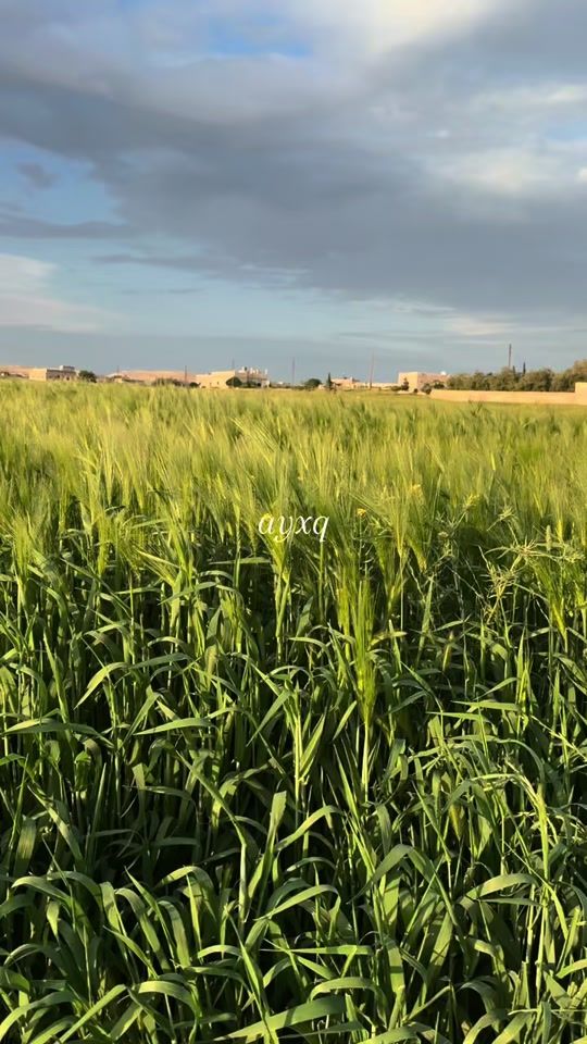 TikTok video thumbnail by ayxq