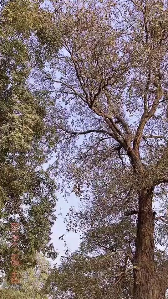 TikTok video thumbnail by upbaba55