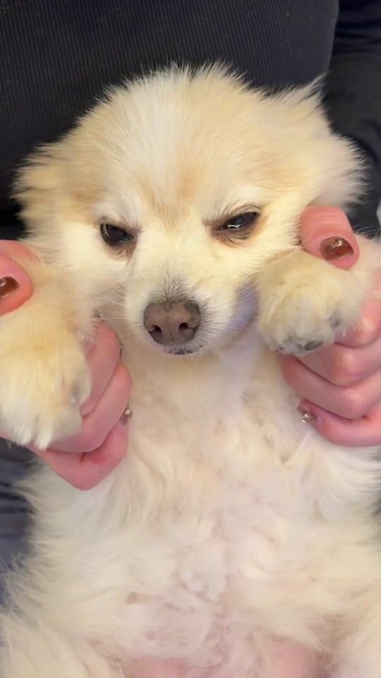 TikTok video thumbnail by marshmallow_arch