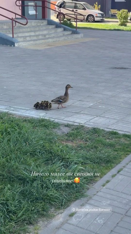 TikTok video thumbnail by typical_vitebsk