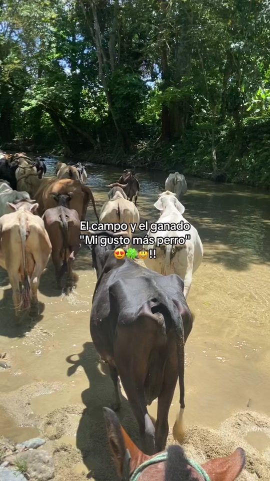 TikTok video thumbnail by jasielleon3