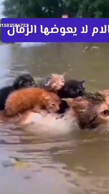 TikTok video thumbnail by cielo25252525