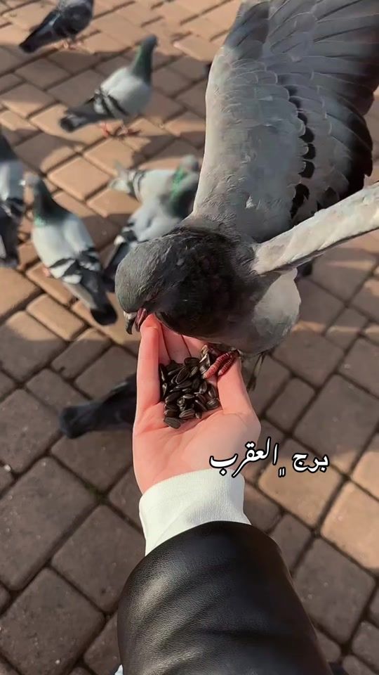 TikTok video thumbnail by h.scorpio.40