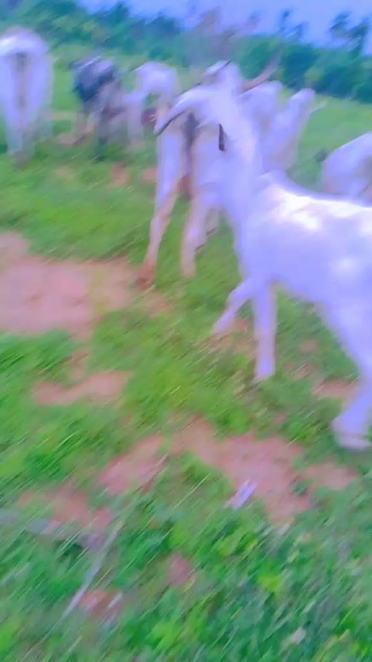 TikTok video thumbnail by ado.wankan.sallah