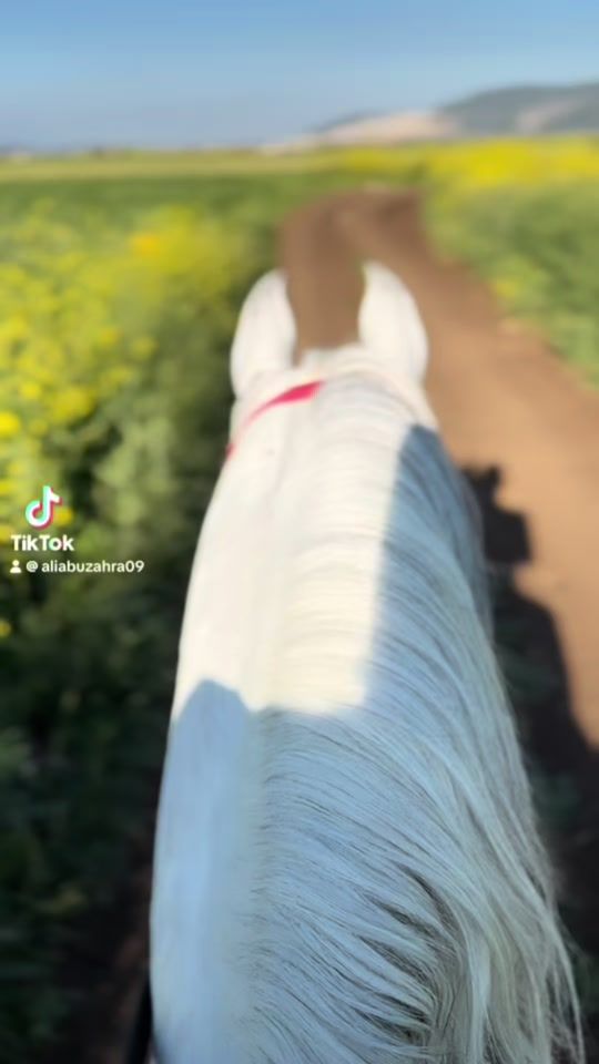 TikTok video thumbnail by aliabuzahra09
