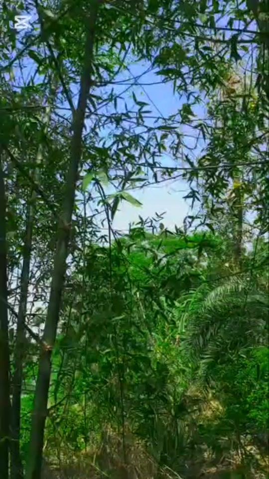 TikTok video thumbnail by sohan2.32
