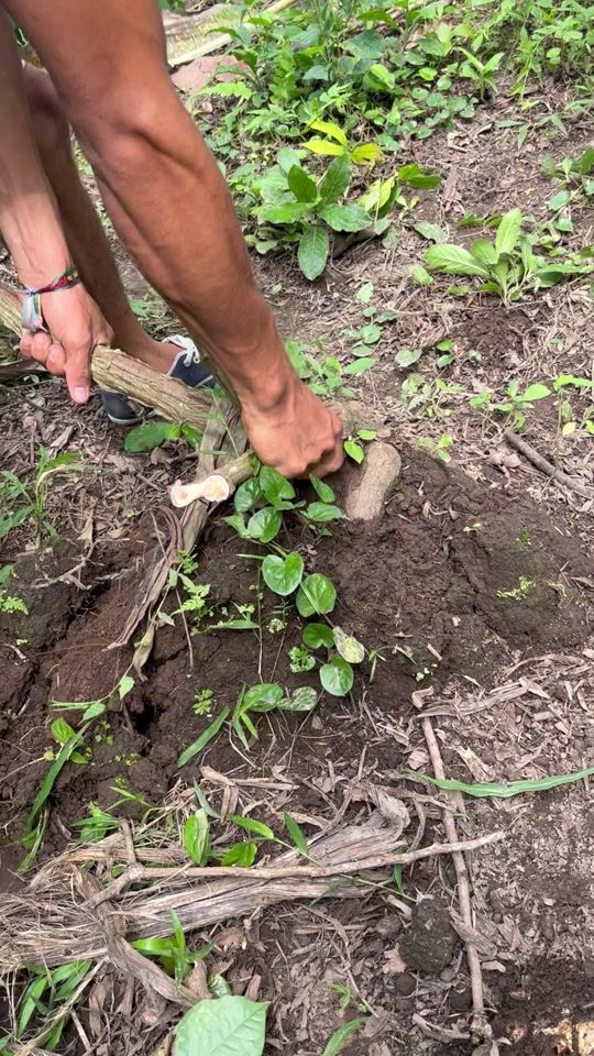 TikTok video thumbnail by pedro_.ds