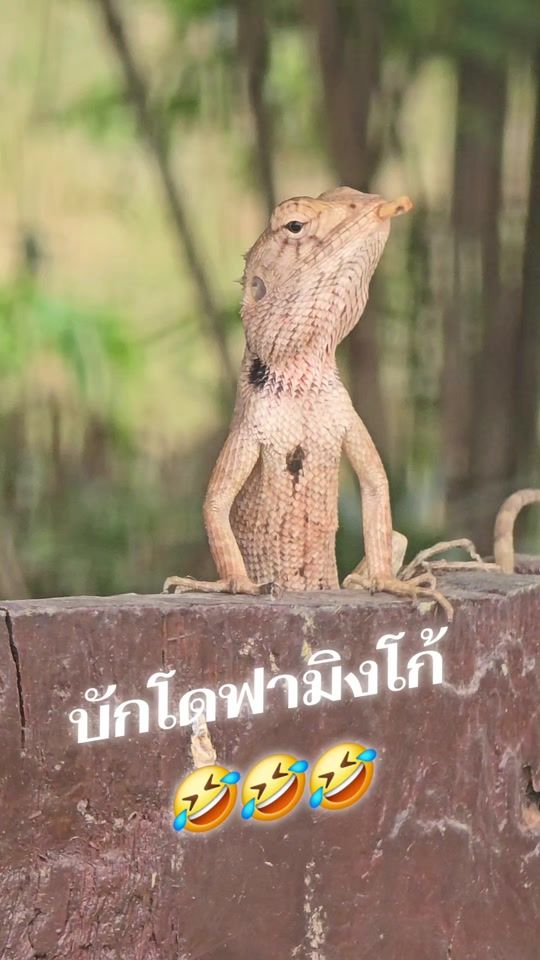 TikTok video thumbnail by nong88888