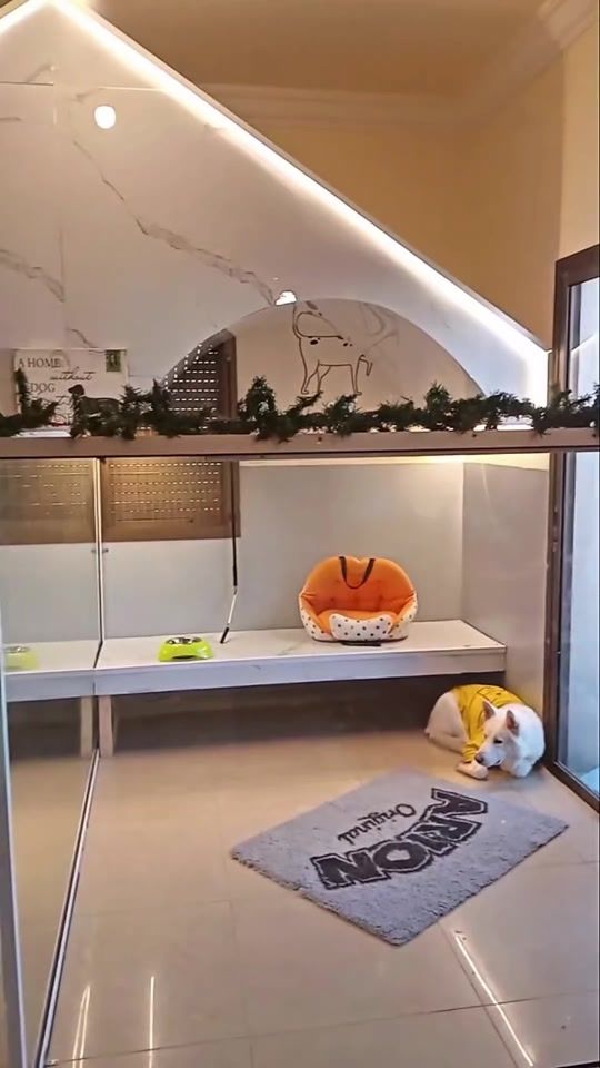 TikTok video thumbnail by positivepethouse