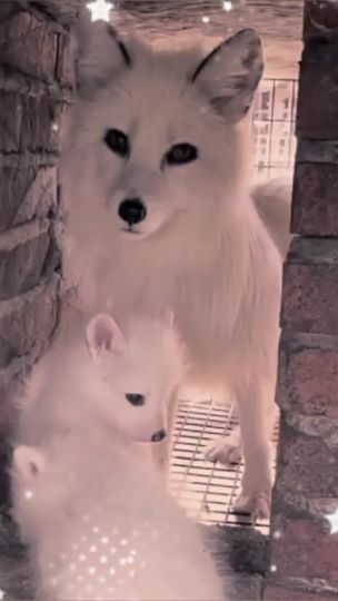 TikTok video thumbnail by ashine._o