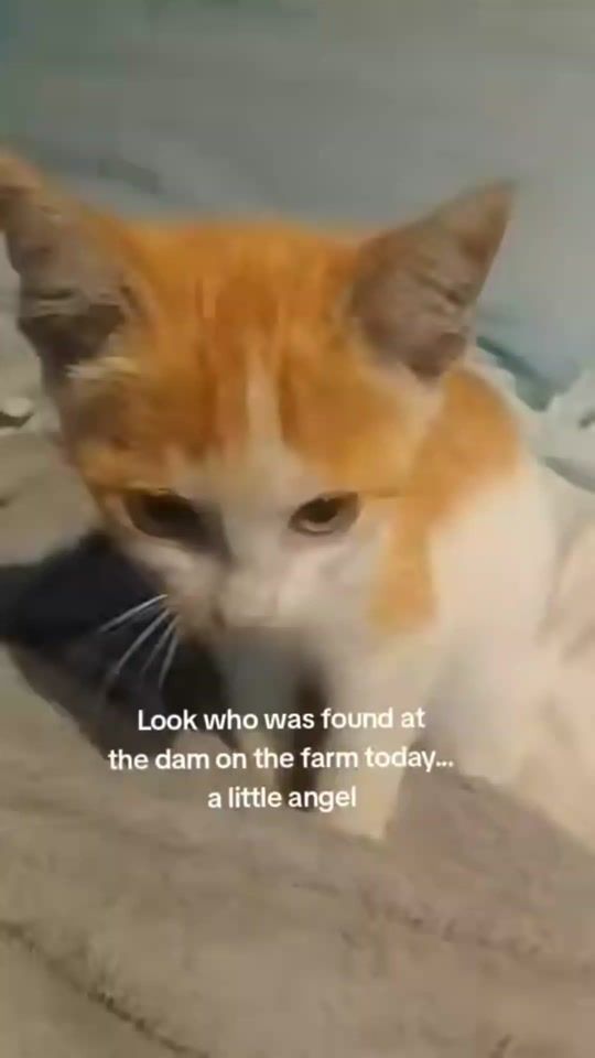 TikTok video thumbnail by inthisworldbutnotofit