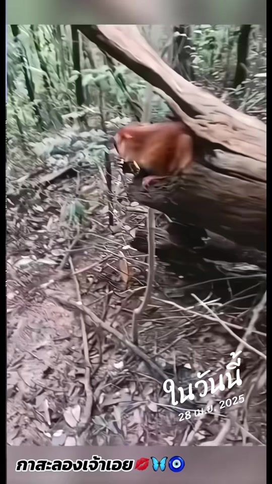 TikTok video thumbnail by santi.kronkasem