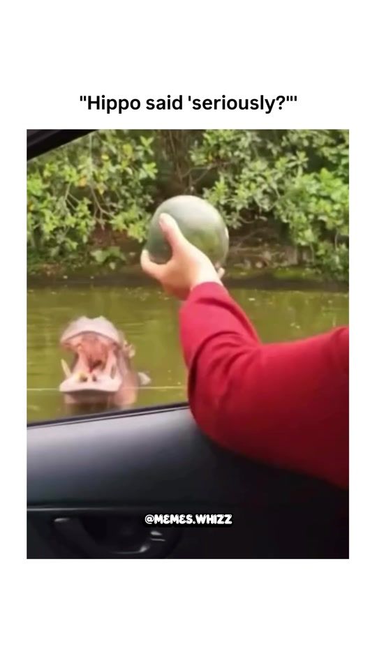 TikTok video thumbnail by memes.whizz