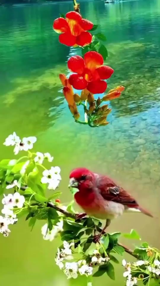 TikTok video thumbnail by janeth.lucass
